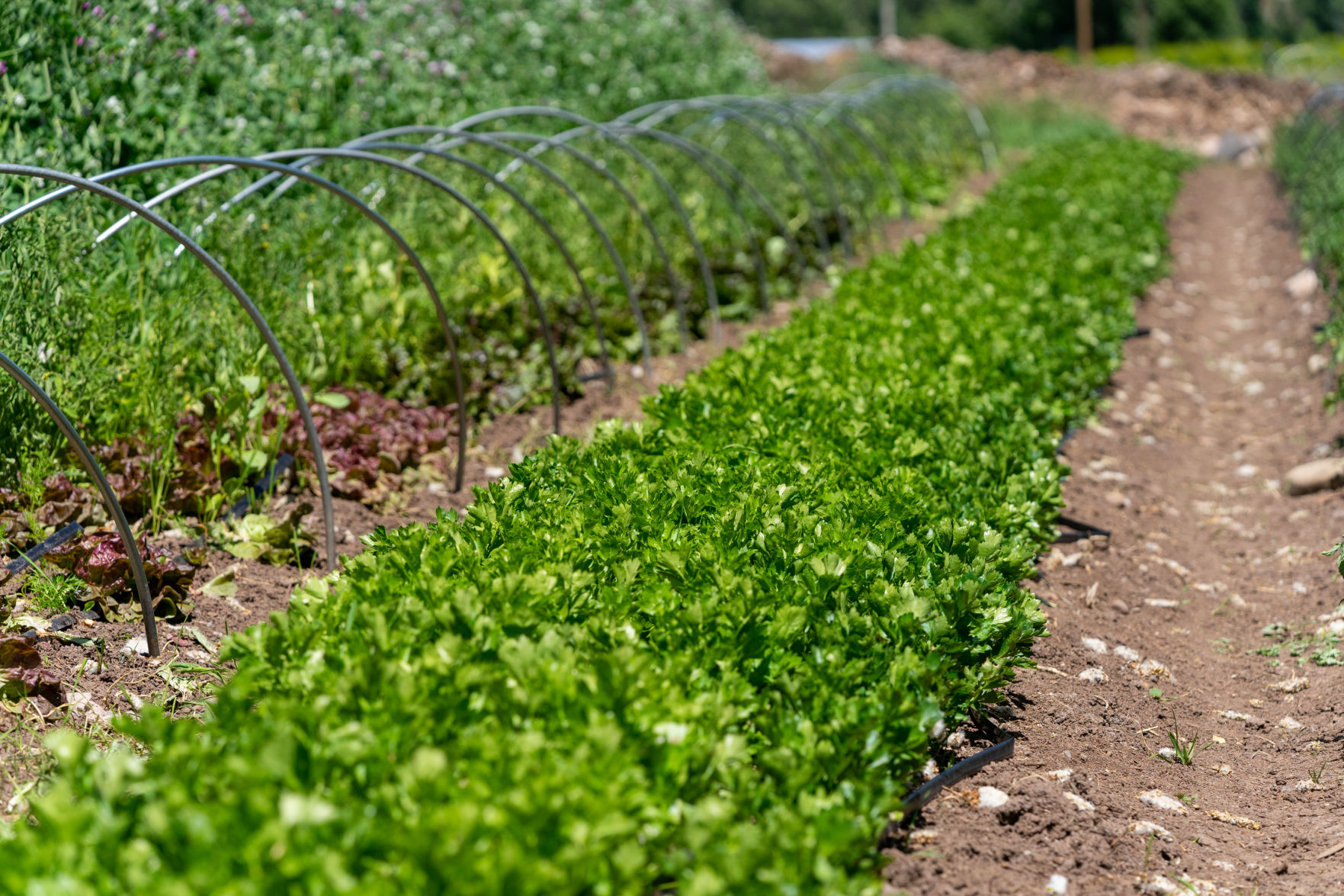 Divide crops